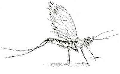 May Fly